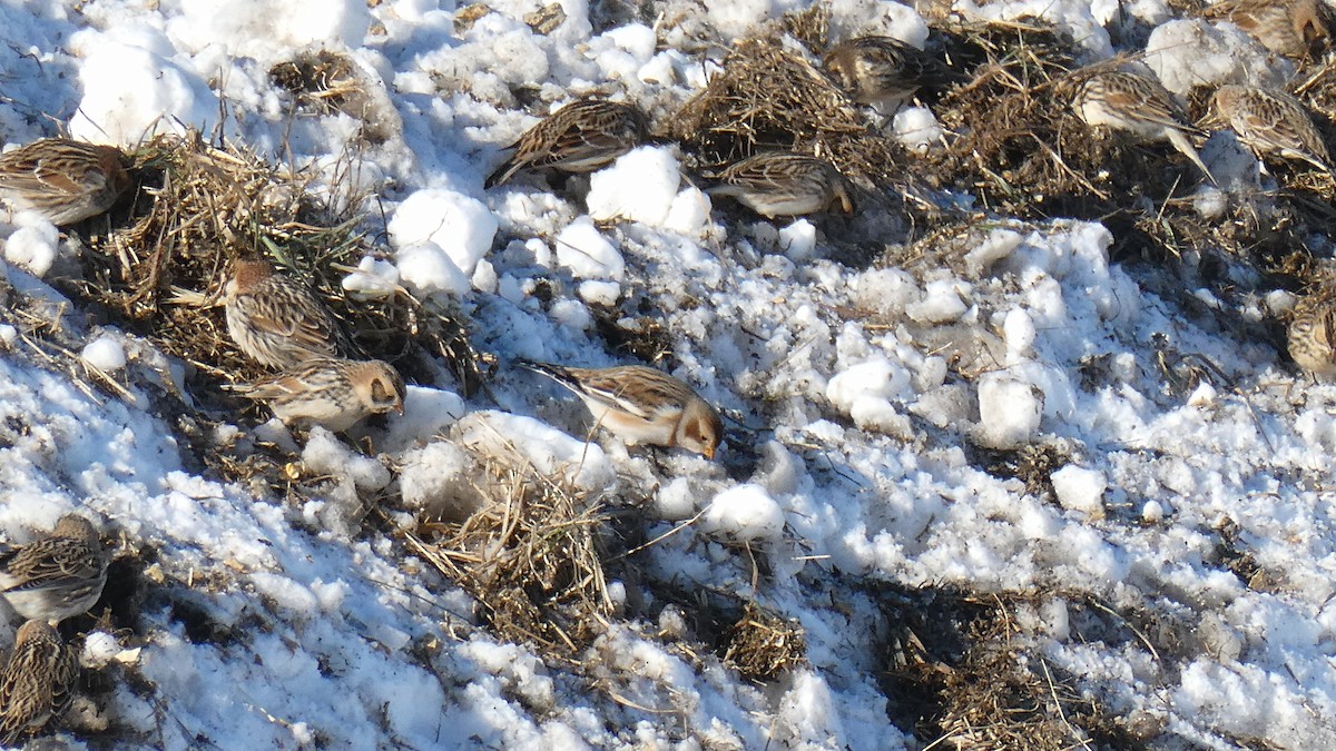 Snow Bunting - ML646367967
