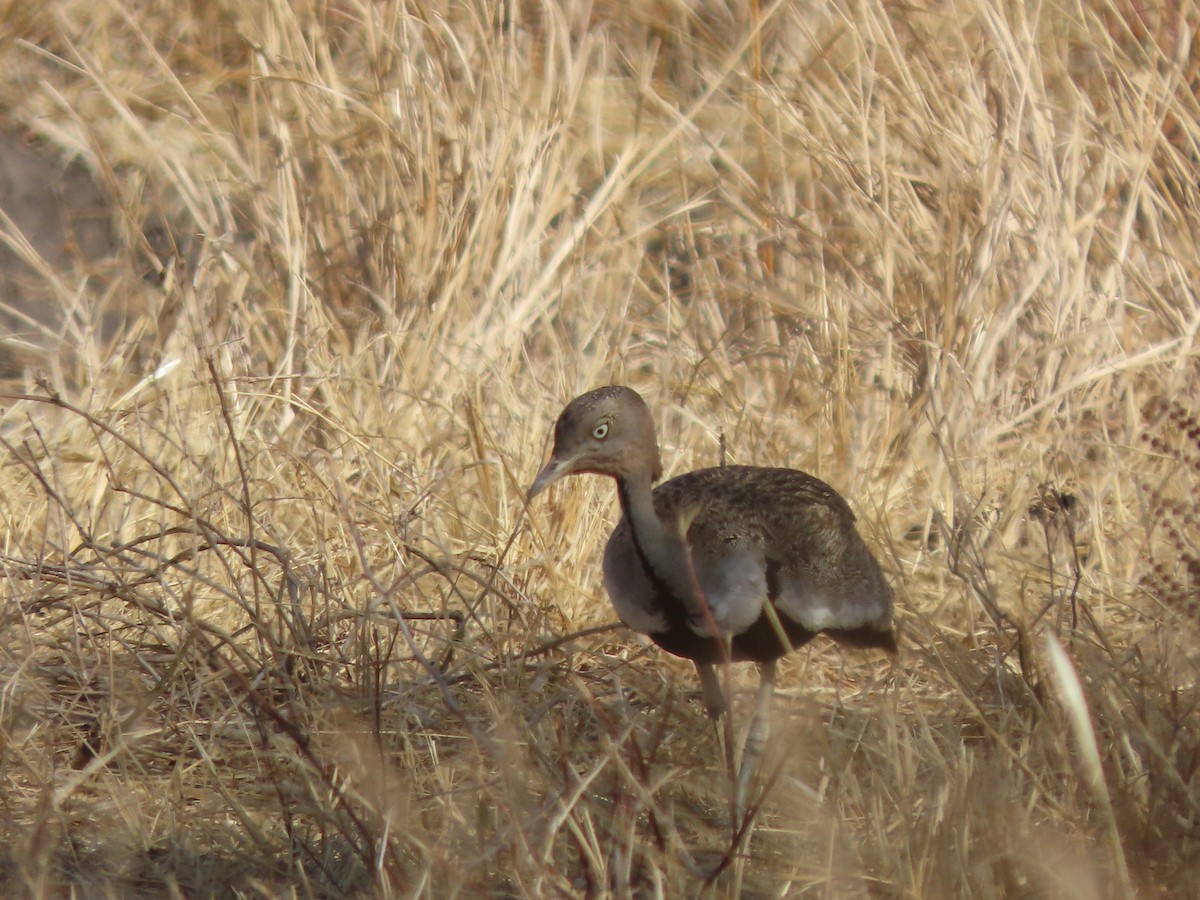 Outarde d'Oustalet - ML646367970