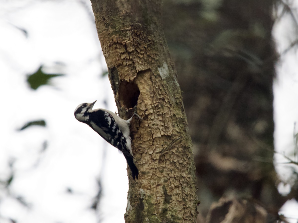 Downy Woodpecker - ML646367971