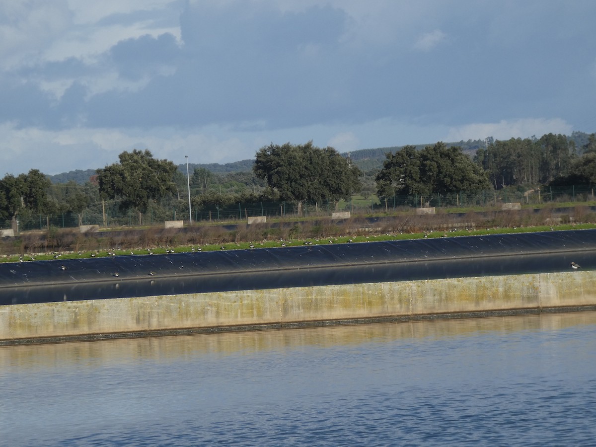 Northern Lapwing - ML646367972