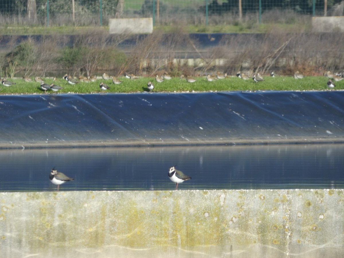 Northern Lapwing - ML646367973