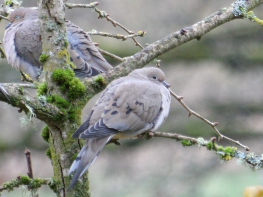 Mourning Dove - ML646367974