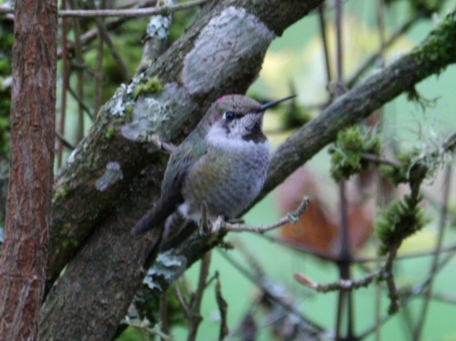 Anna's Hummingbird - ML646367975