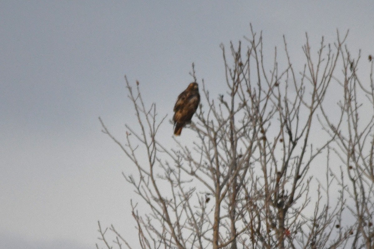 Red-tailed Hawk - ML646367977