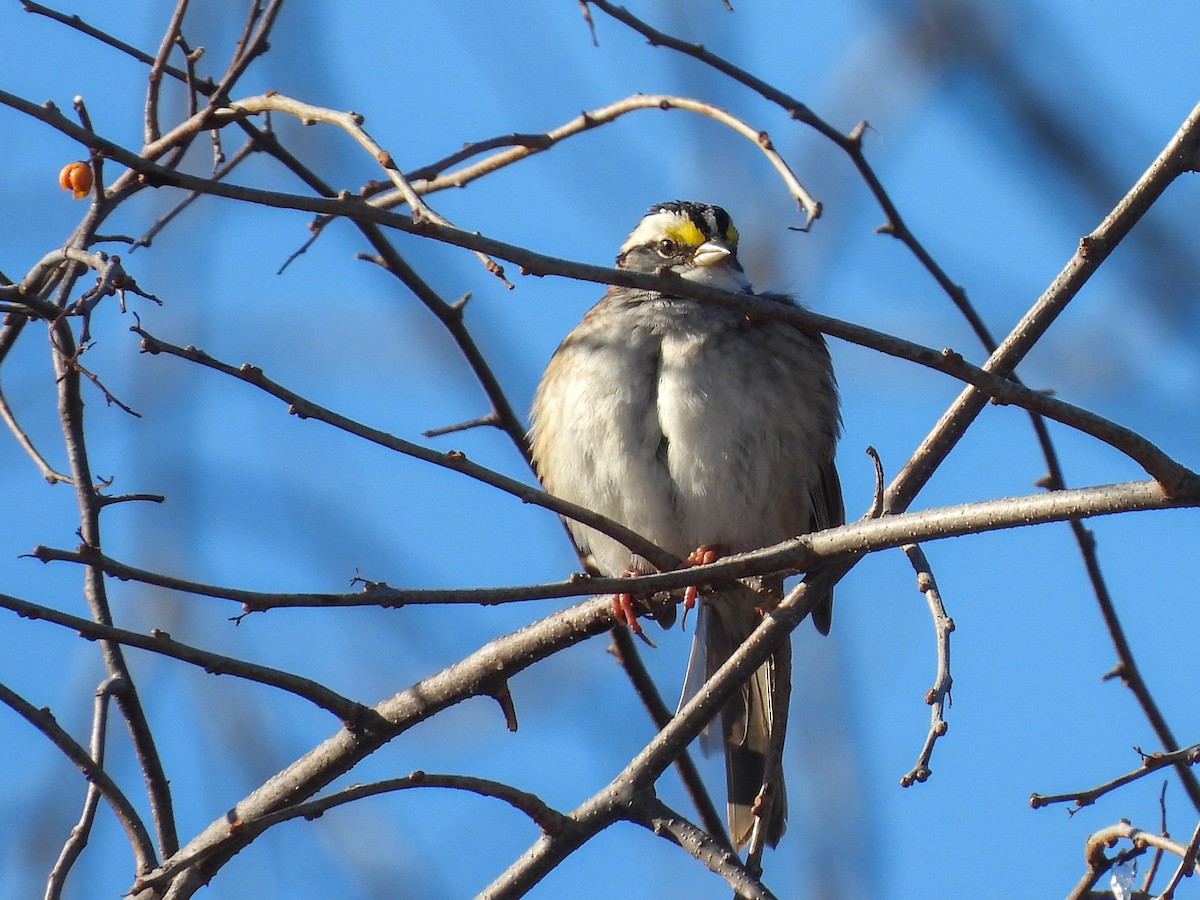 White-throated Sparrow - ML646367978