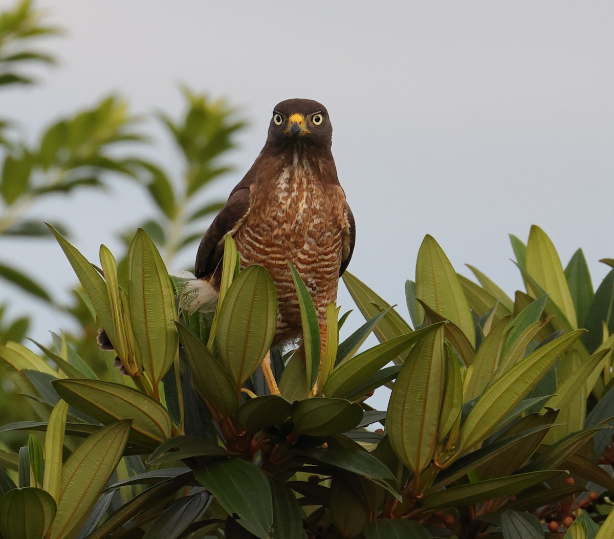 Yol Şahini - ML646367981