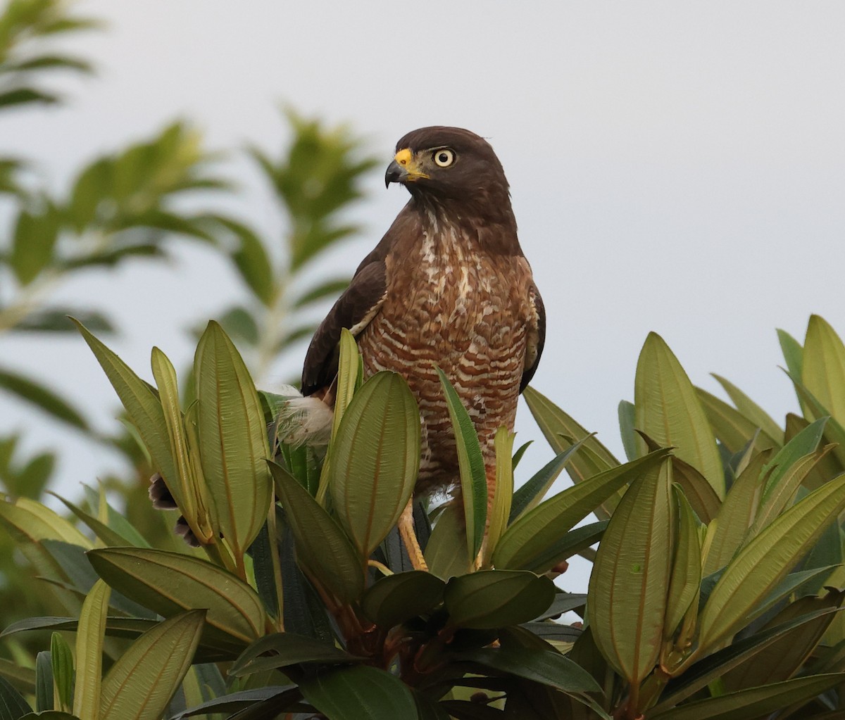 Yol Şahini - ML646367982