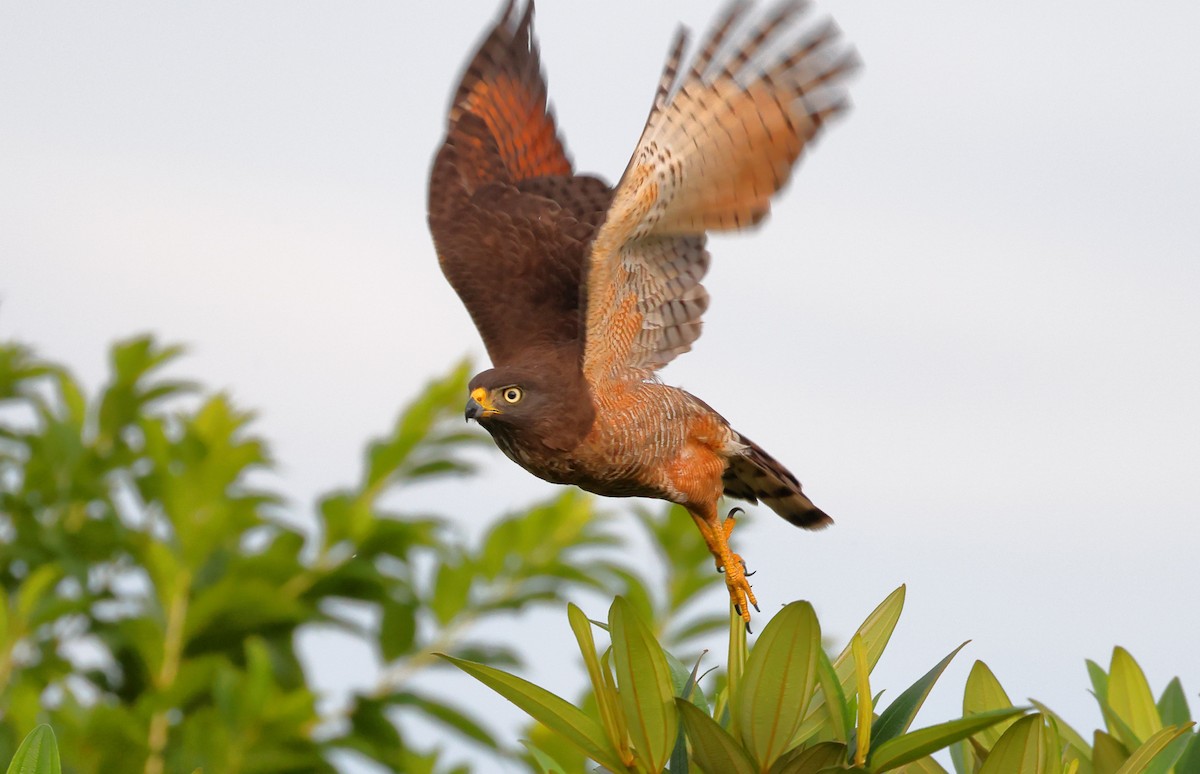 Yol Şahini - ML646367983