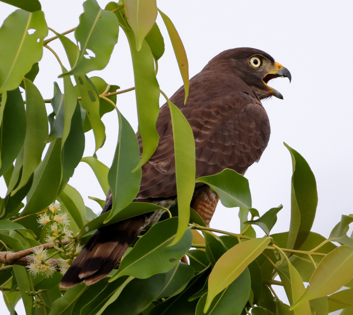 Yol Şahini - ML646367984