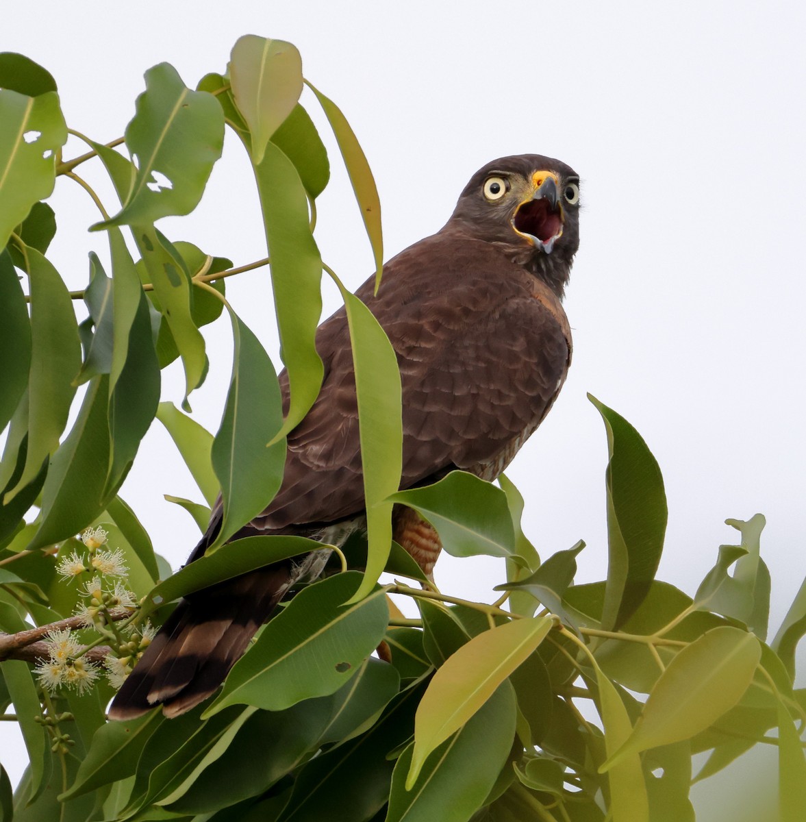 Yol Şahini - ML646367985