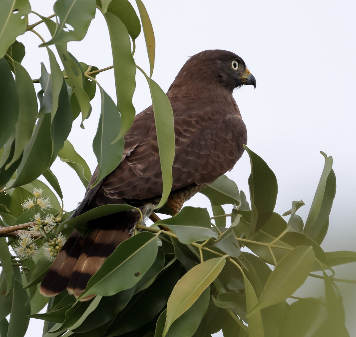 Yol Şahini - ML646367986