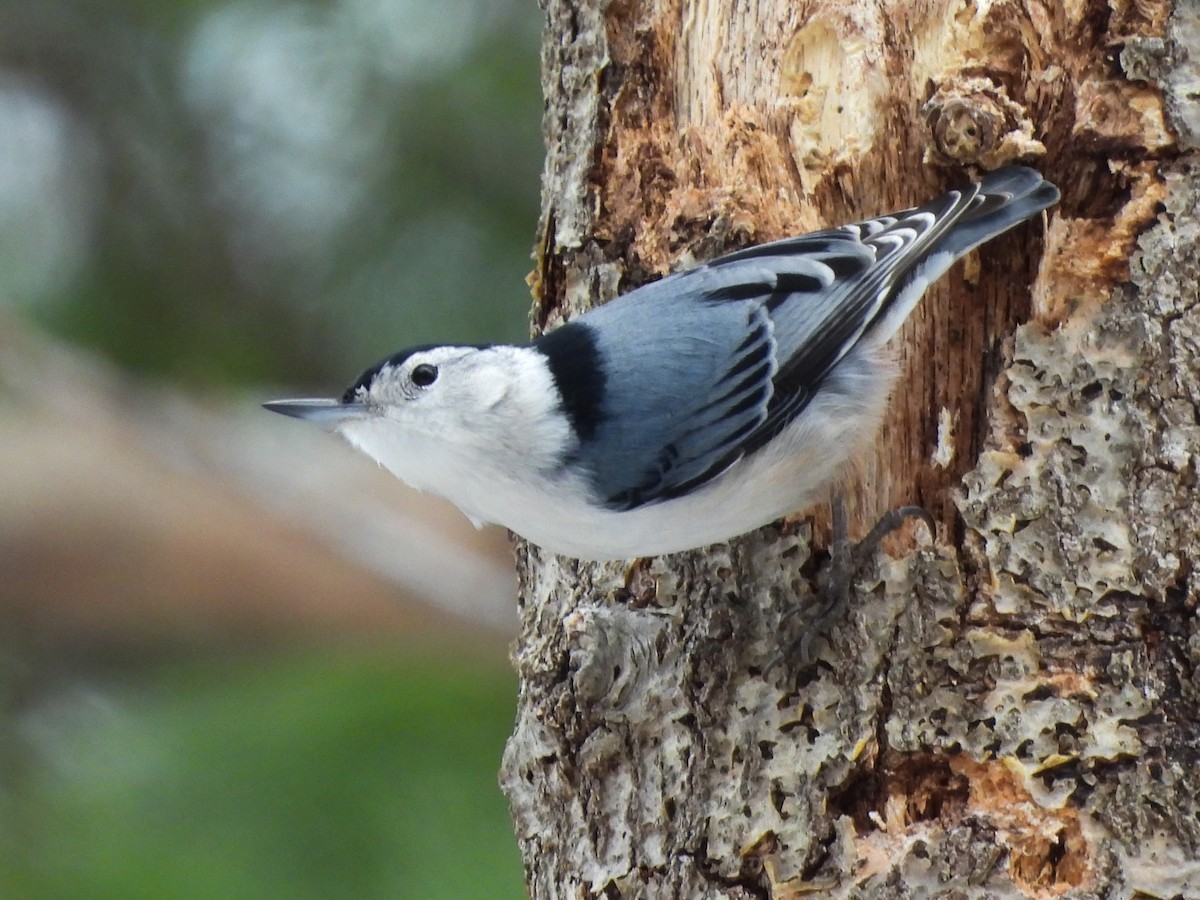 White-breasted Nuthatch - ML646367988