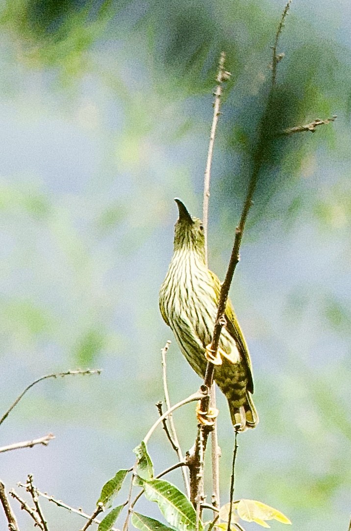 Павуколов смугастий - ML646367990