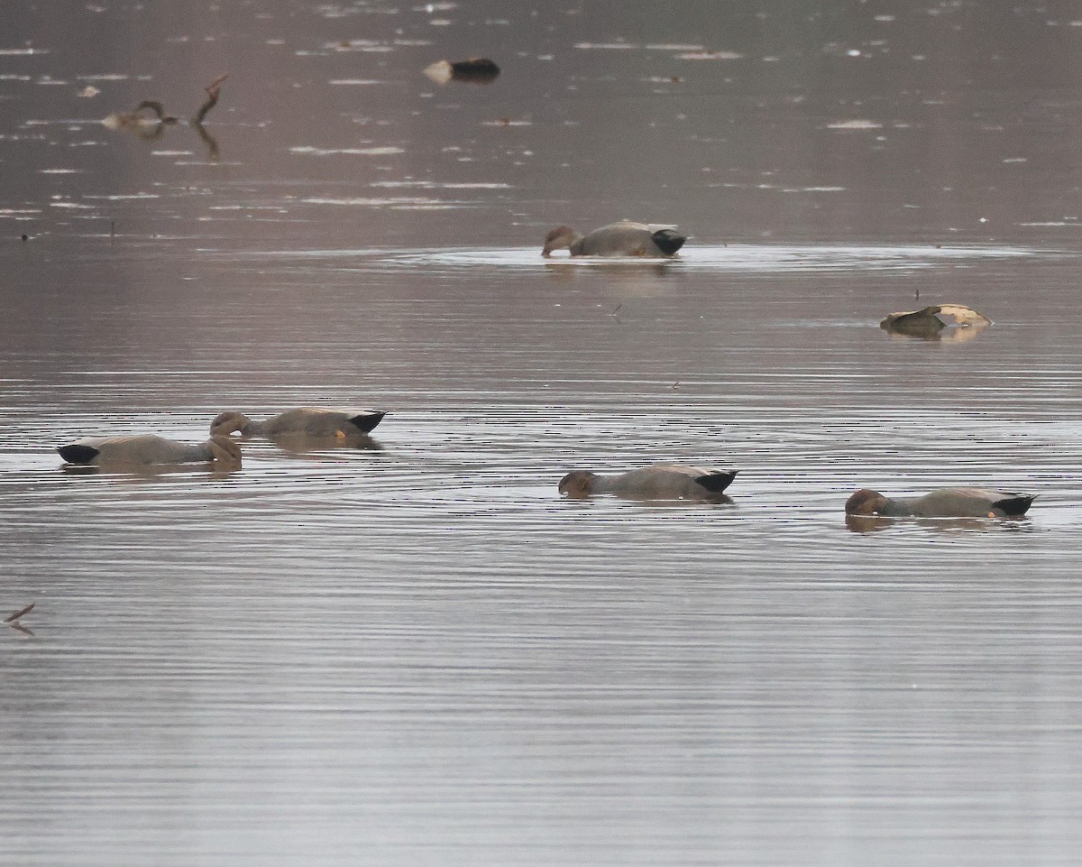 オカヨシガモ - ML646367991