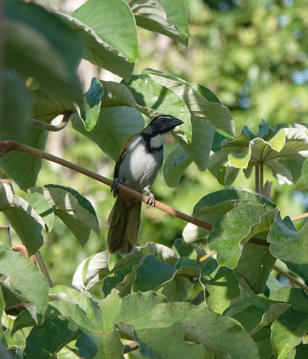 Black-headed Saltator - ML646367992