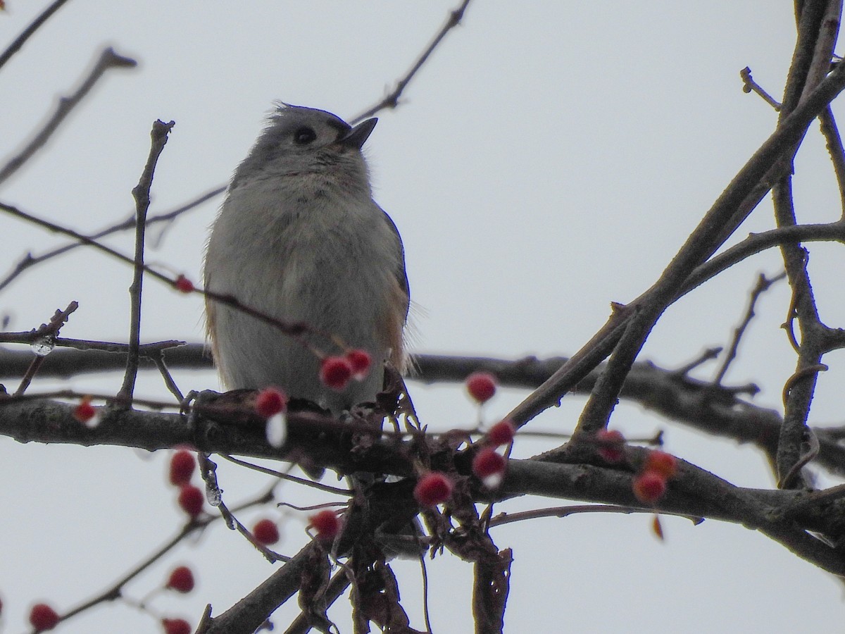 Tufted Titmouse - ML646367993