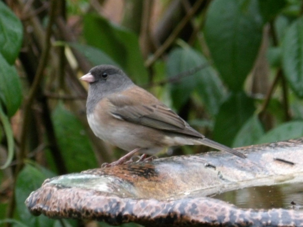 Dark-eyed Junco (Oregon) - ML646367994