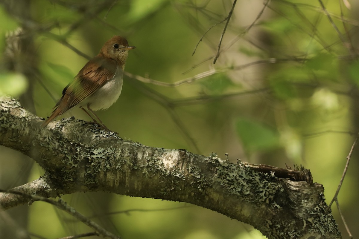 Esmer Bülbül Ardıcı - ML646367995