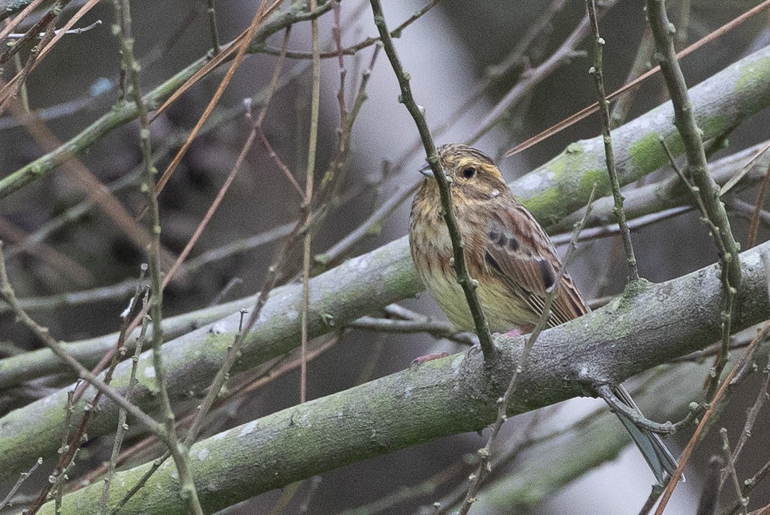 Cirl Bunting - ML646367996