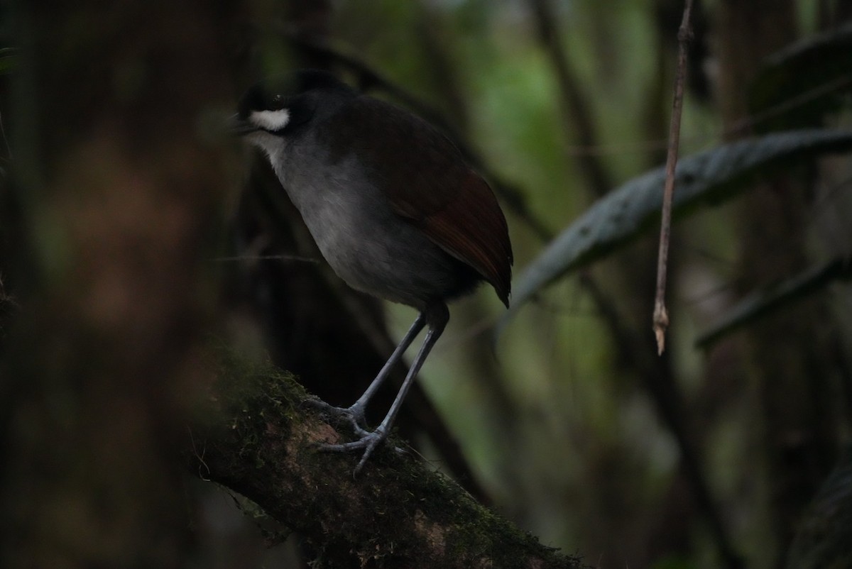 Jocotoco Antpitta - ML646367997