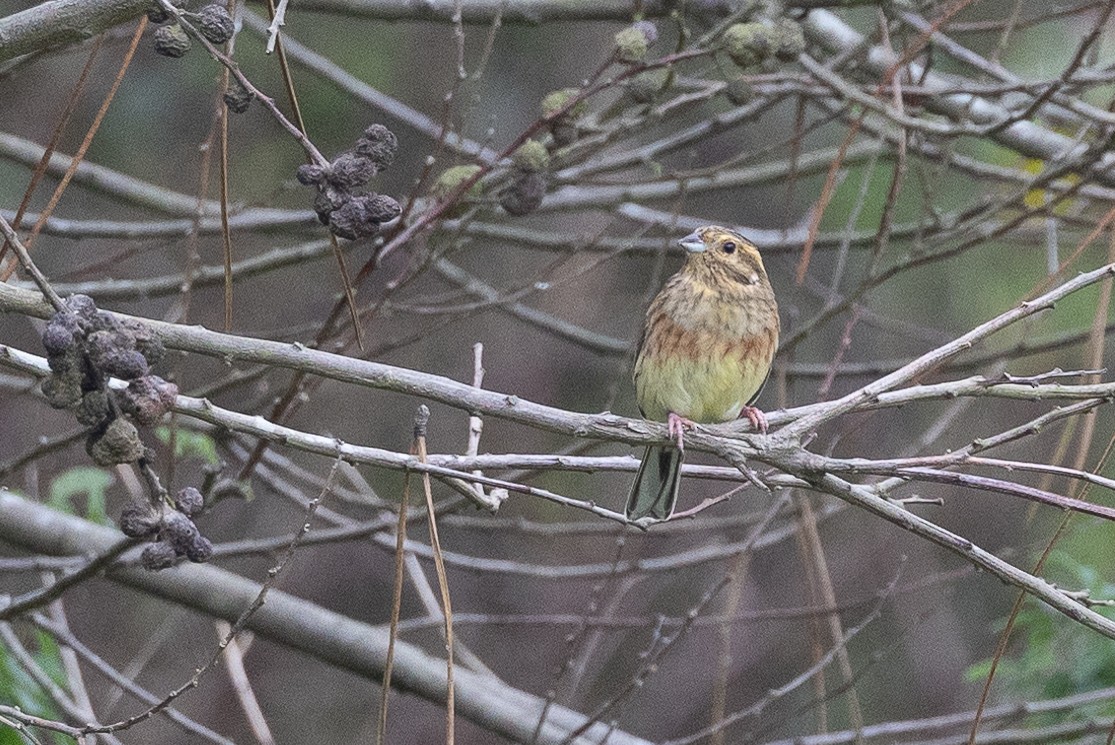 Cirl Bunting - ML646367998