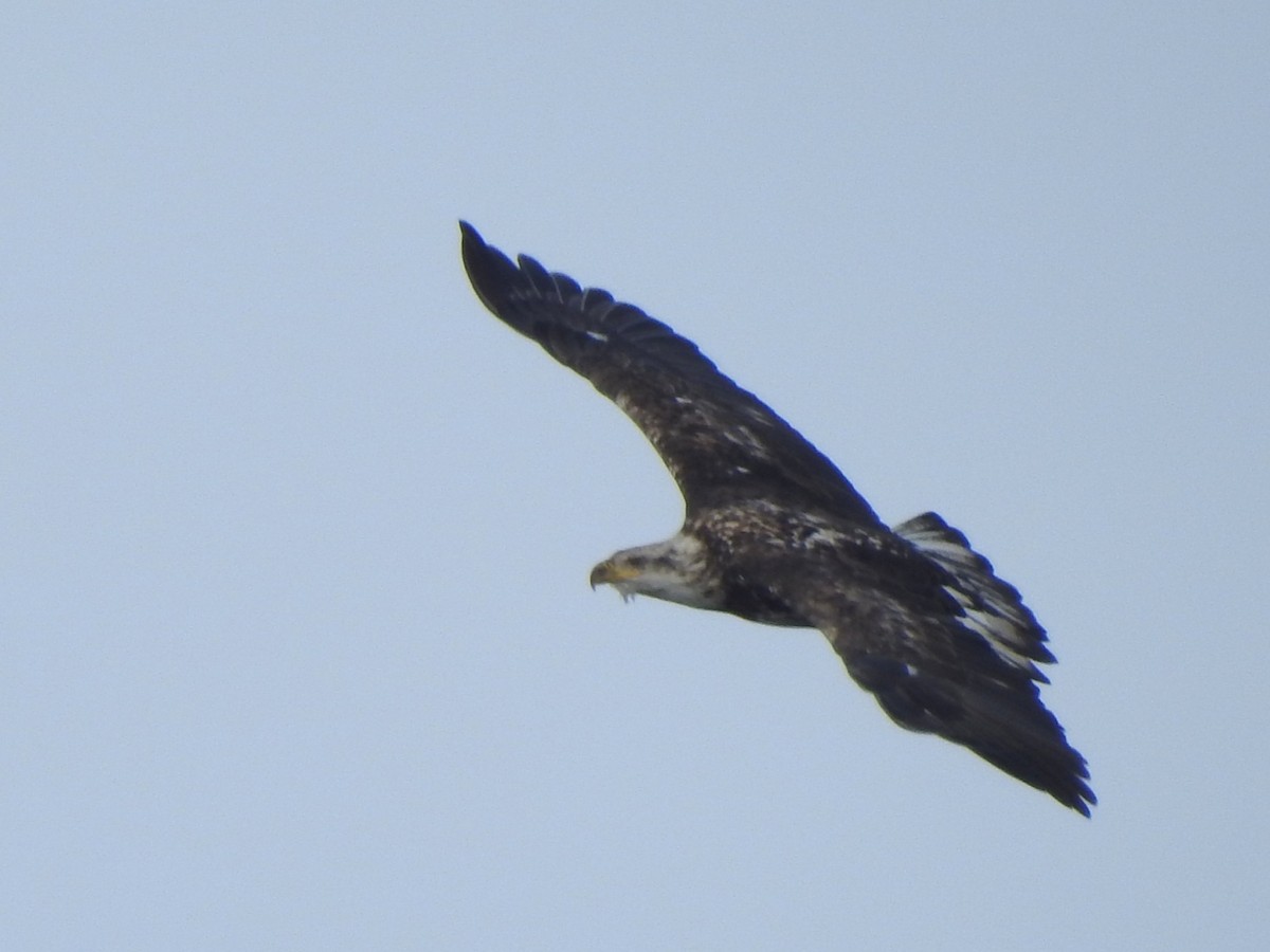 Bald Eagle - ML646368001
