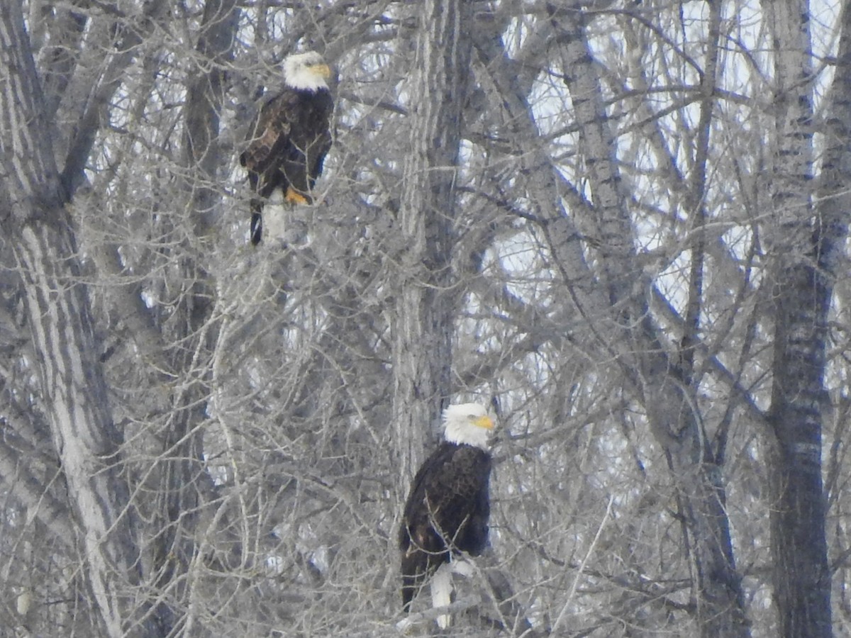 Bald Eagle - ML646368002