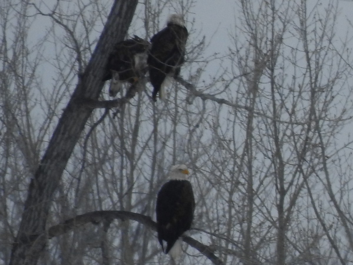 Bald Eagle - ML646368003