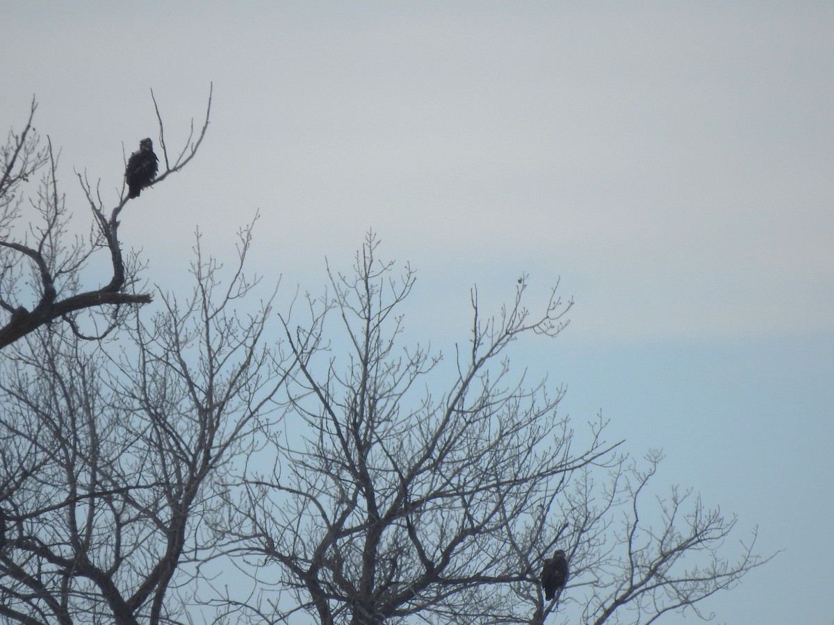 Bald Eagle - ML646368004