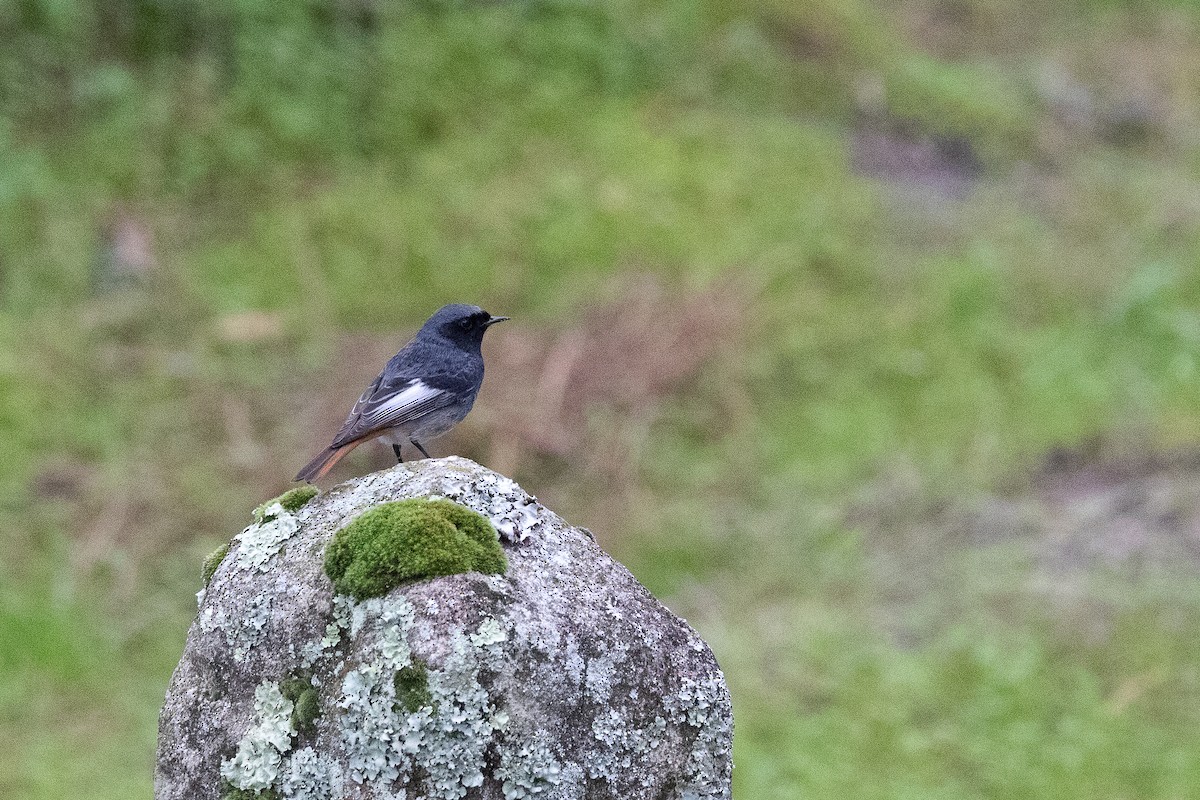 Black Redstart - ML646368006