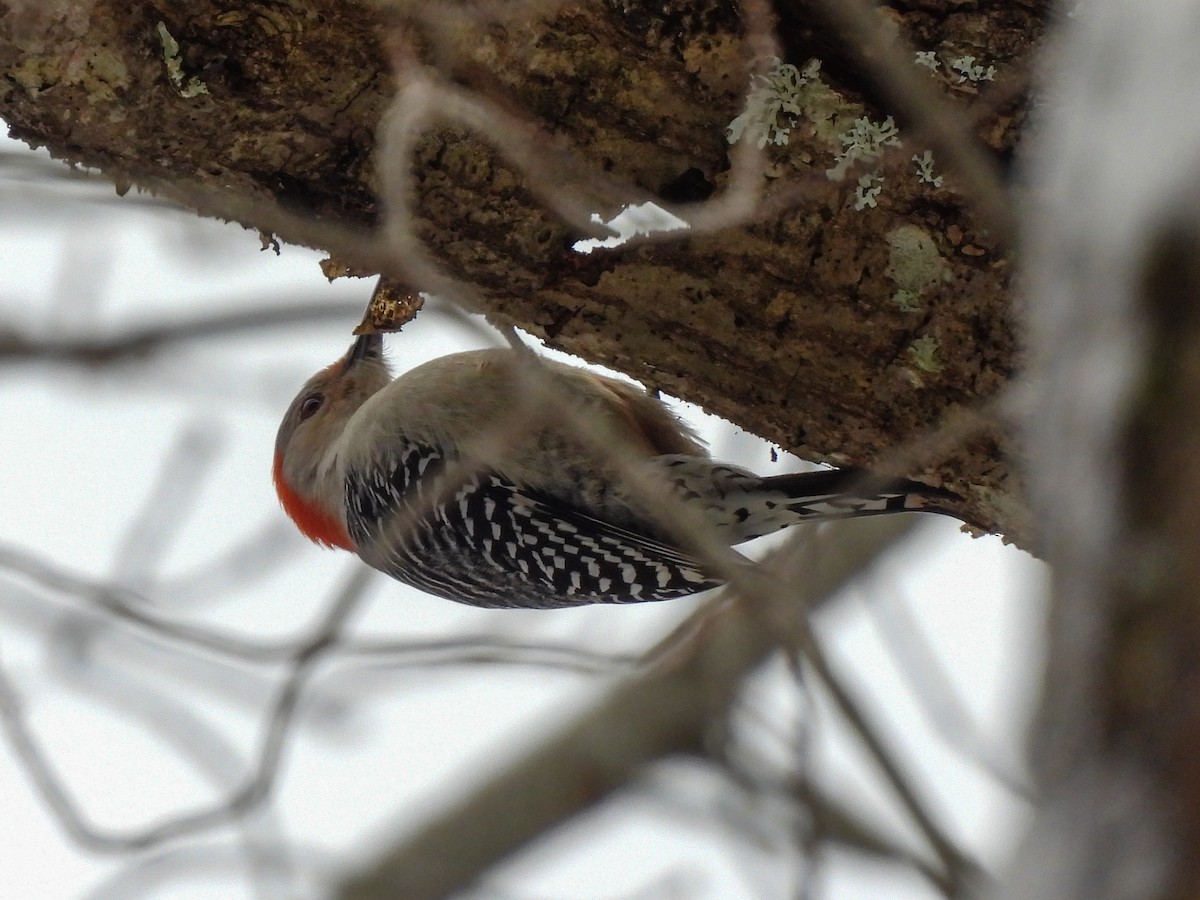 Red-bellied Woodpecker - ML646368007