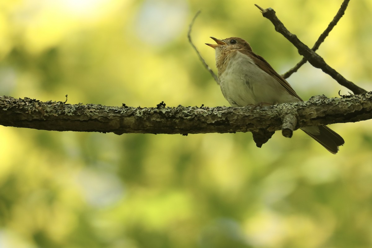 Esmer Bülbül Ardıcı - ML646368008