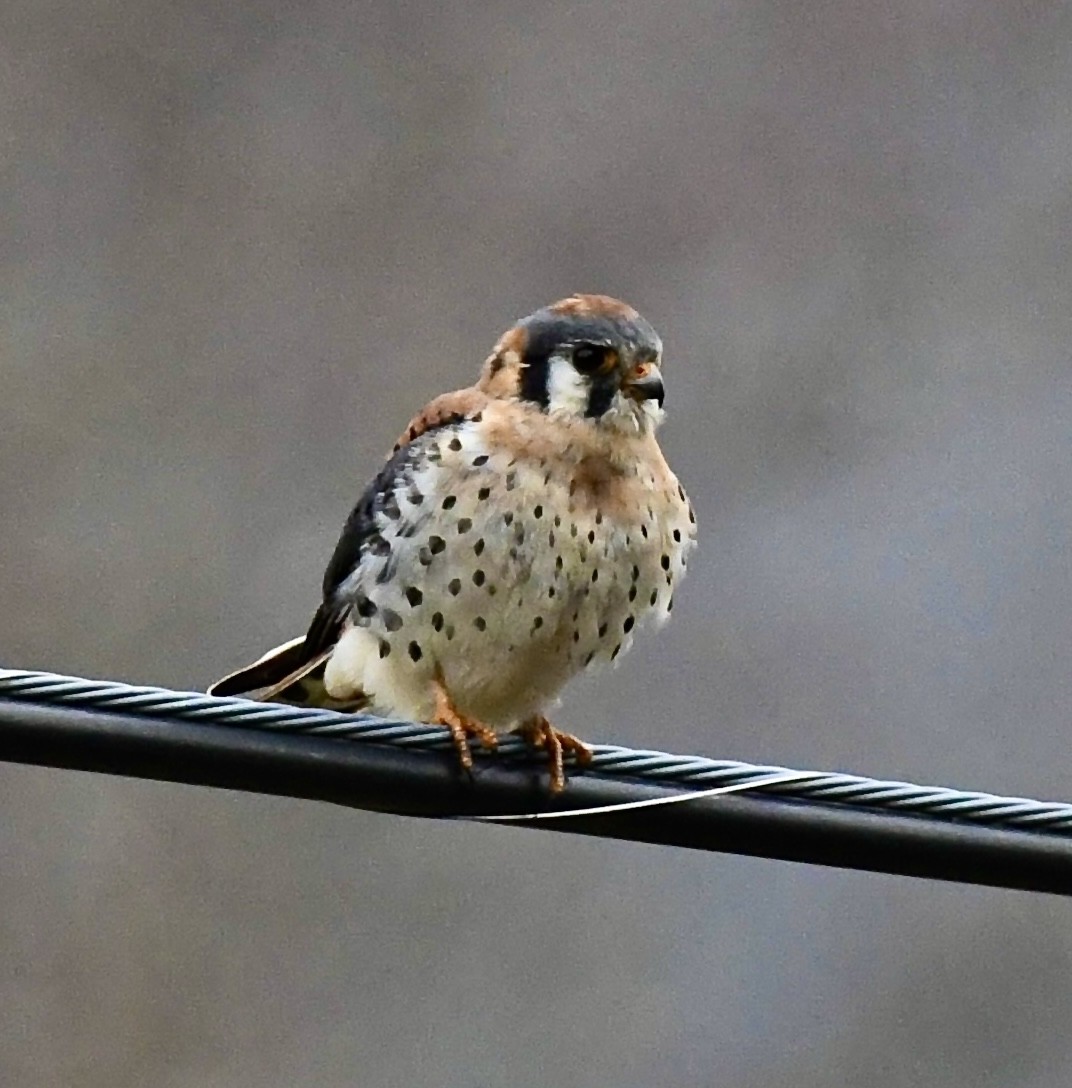 American Kestrel - ML646368011