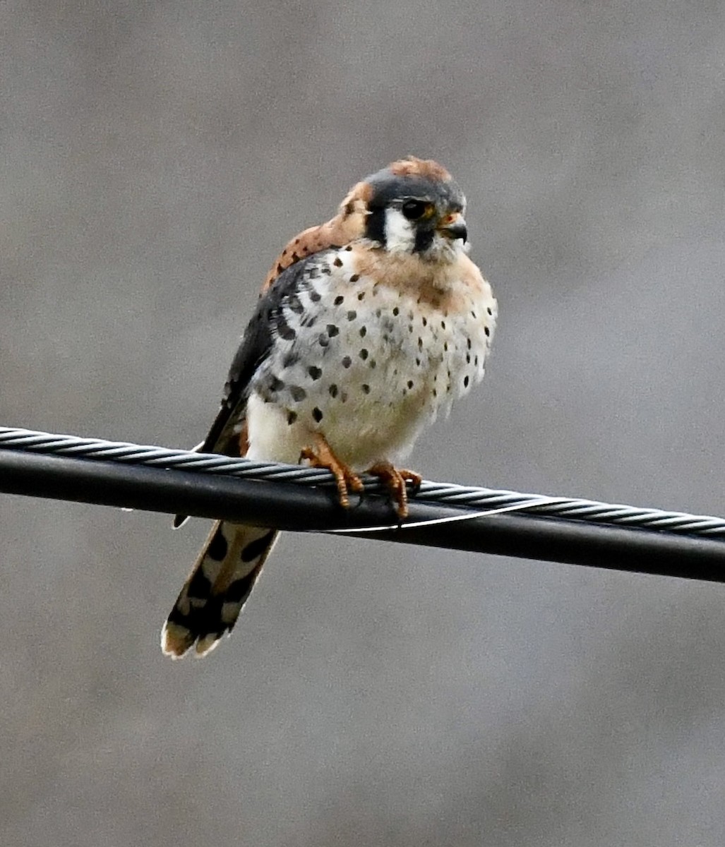 American Kestrel - ML646368012