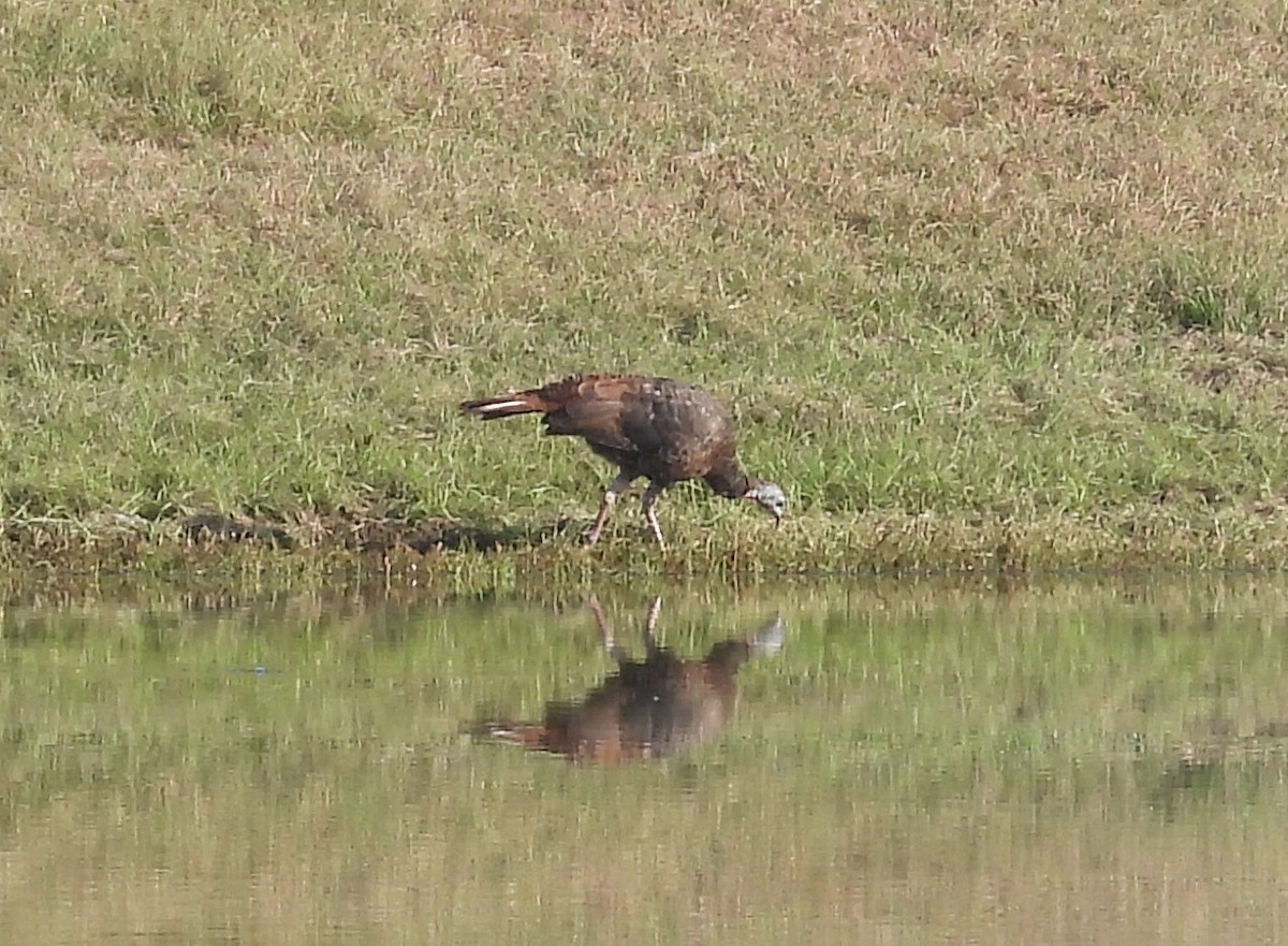 Wild Turkey - ML646368015