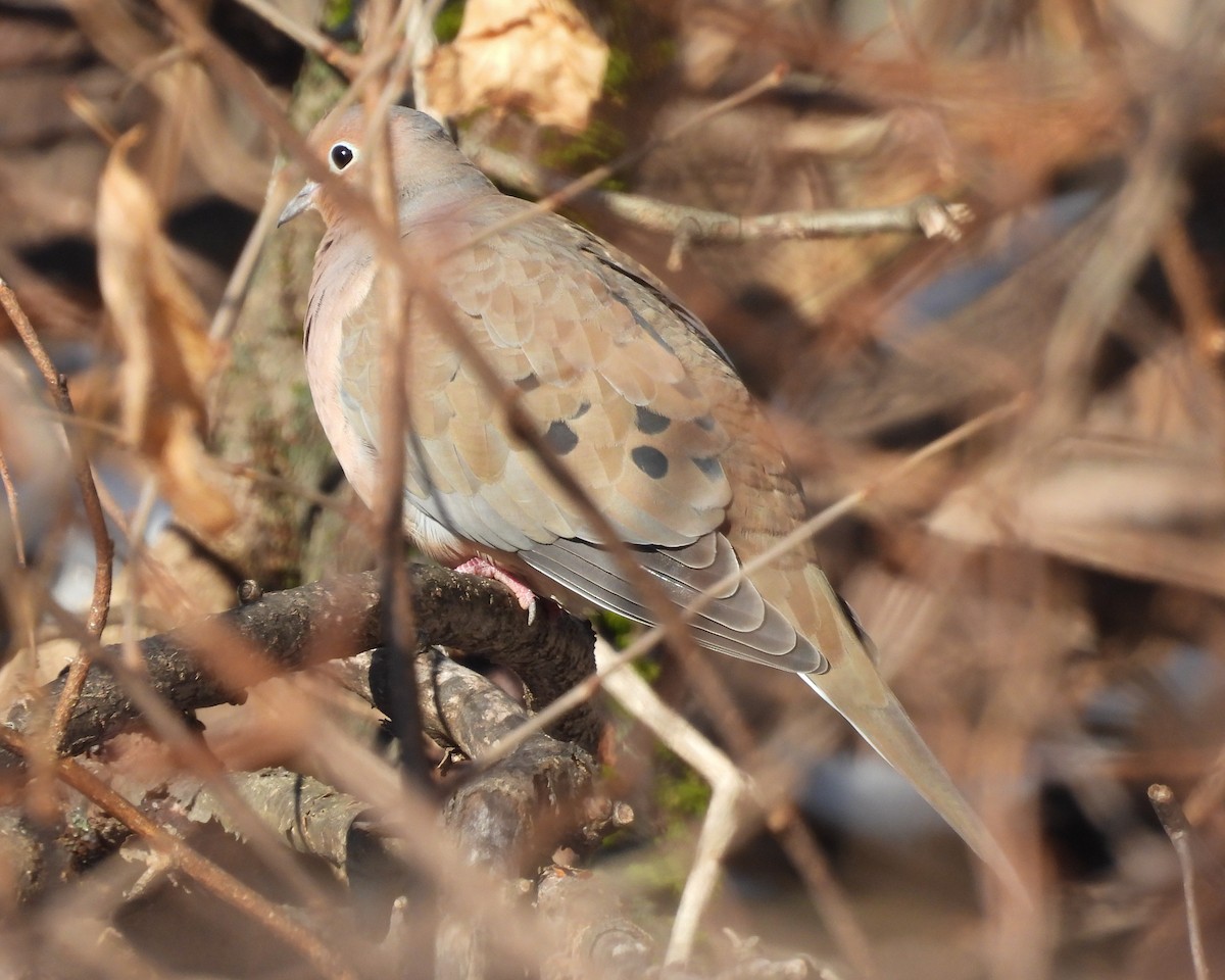 Mourning Dove - ML646368017