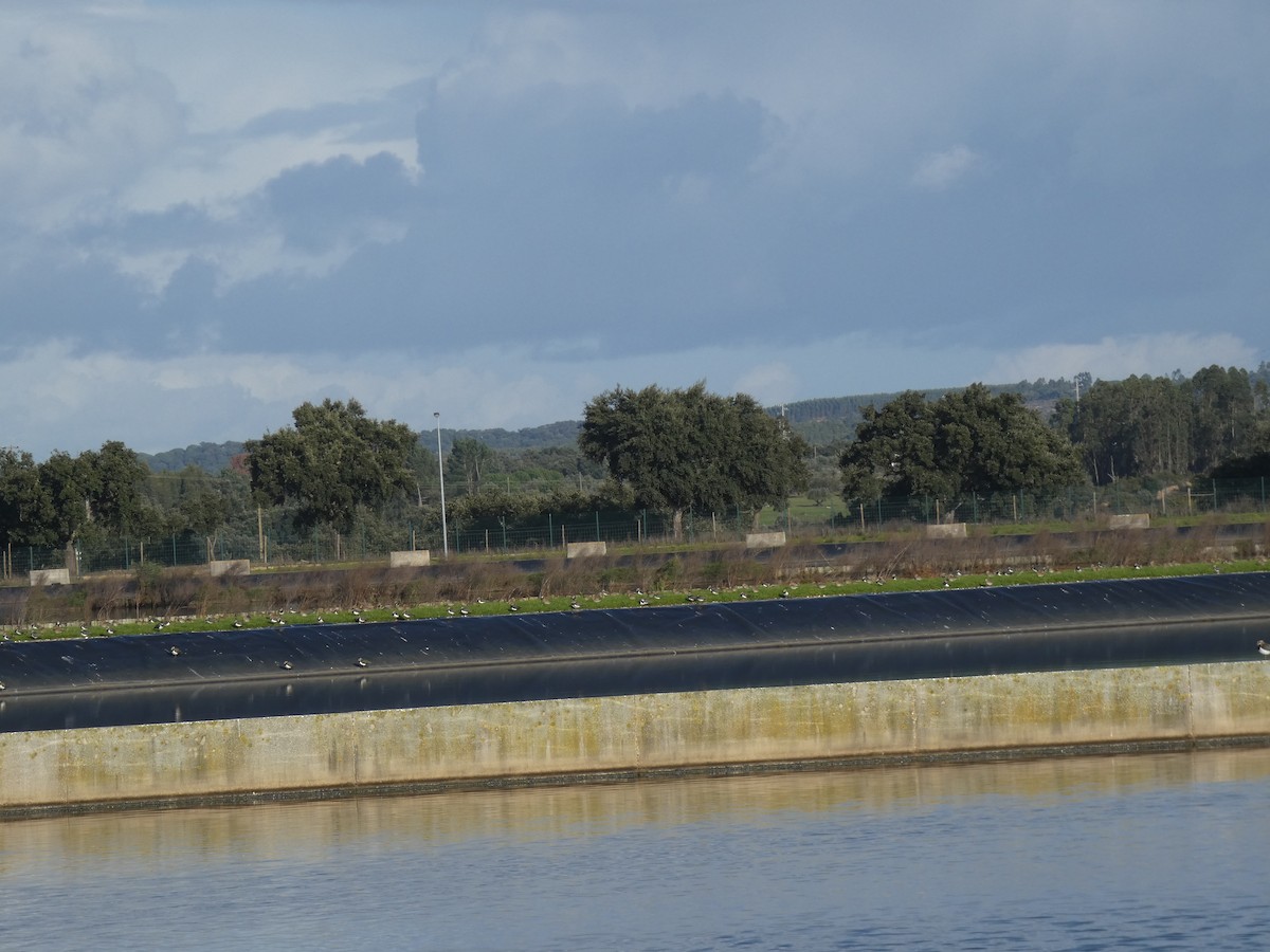 European Golden-Plover - ML646368018