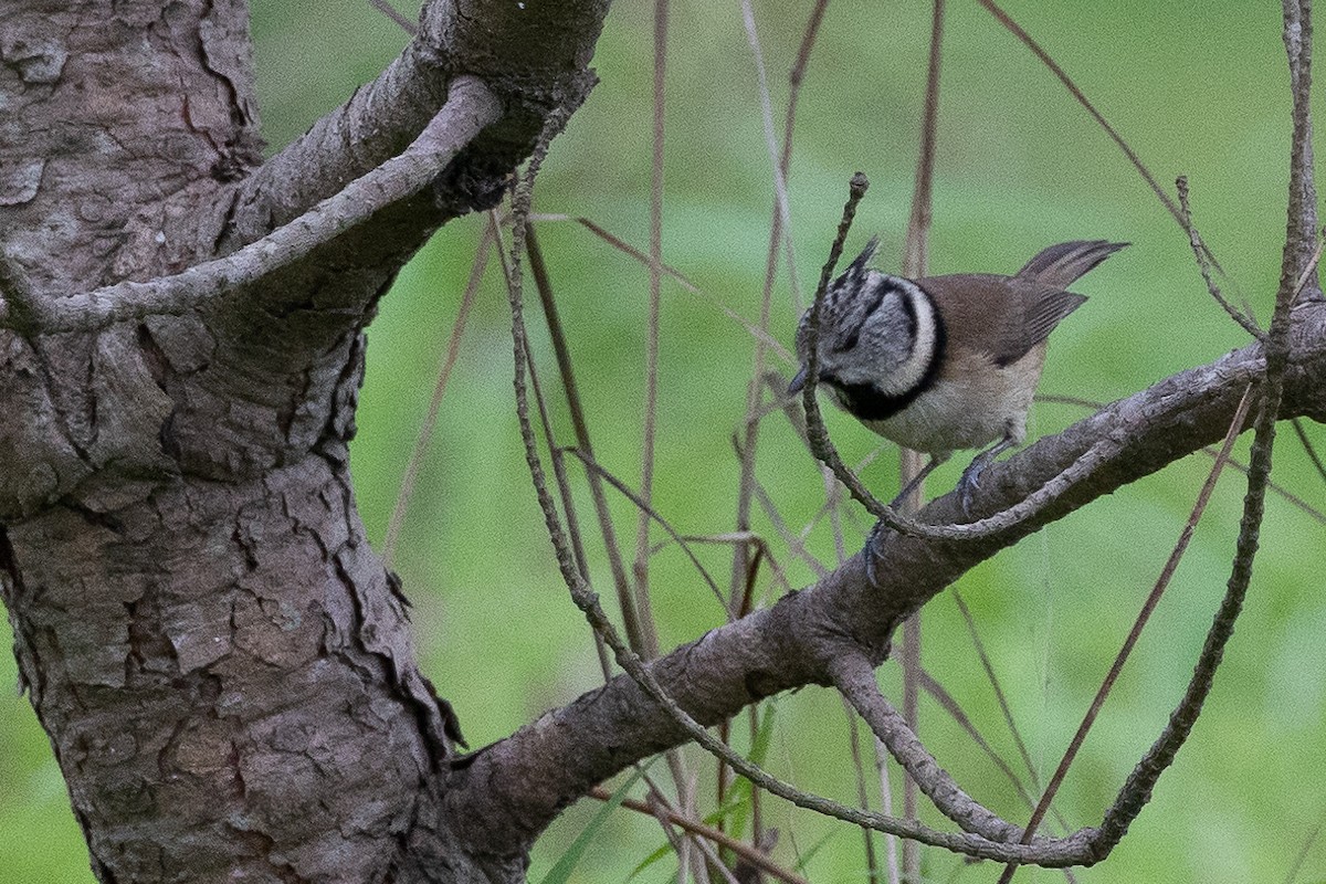 Crested Tit - ML646368022