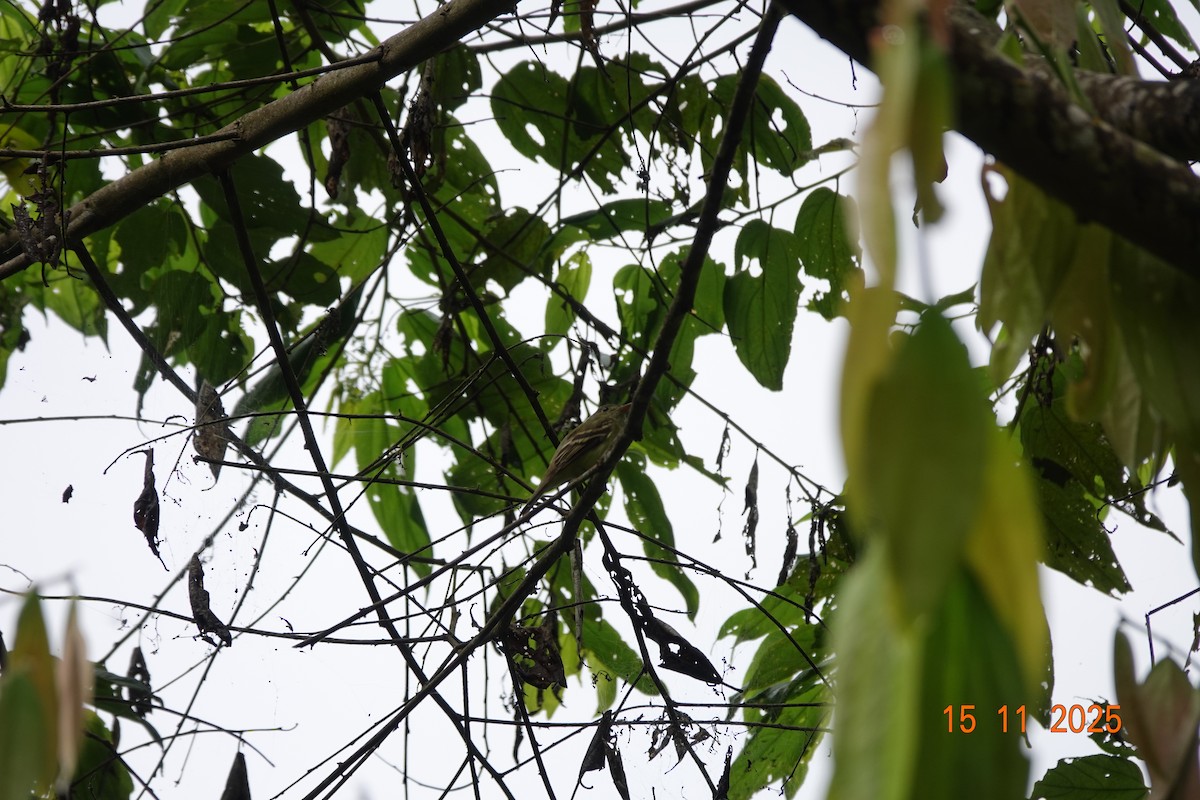 Acadian Flycatcher - ML646368023