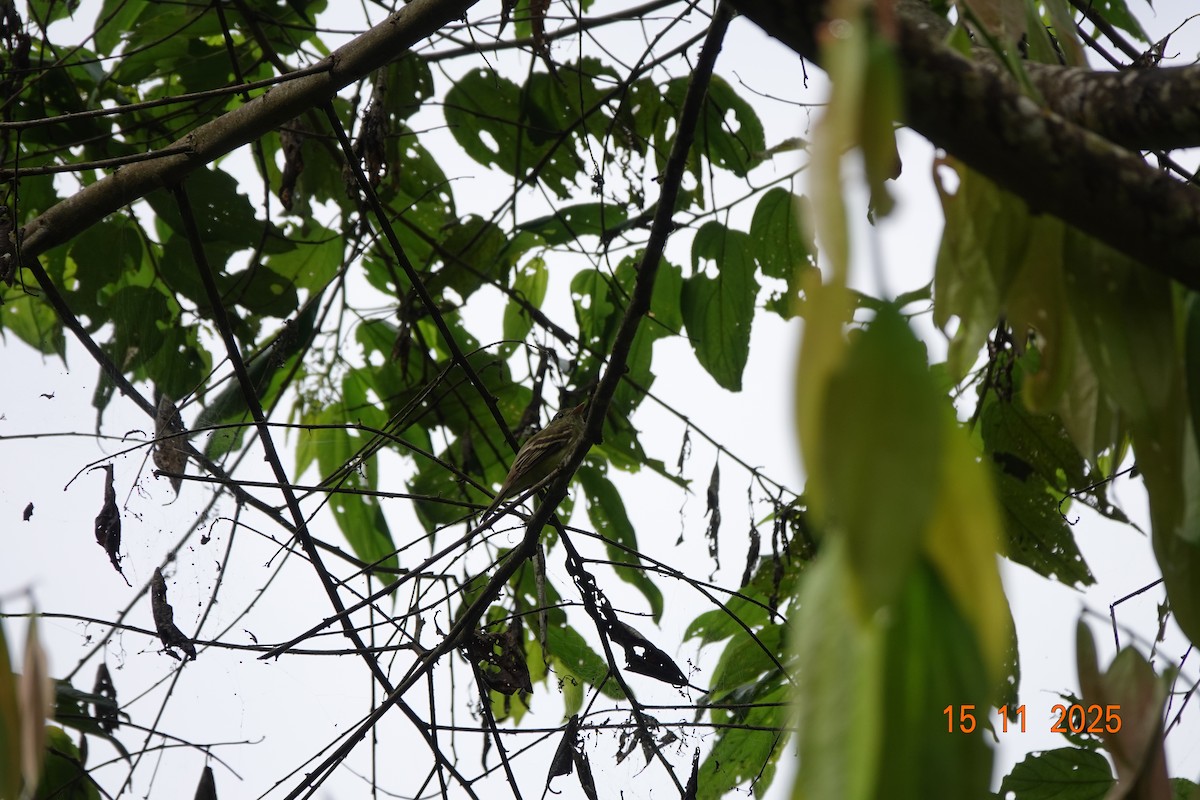 Acadian Flycatcher - ML646368024