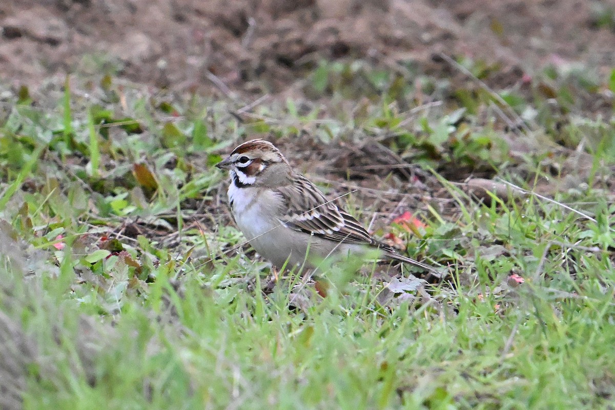 Lark Sparrow - ML646368025