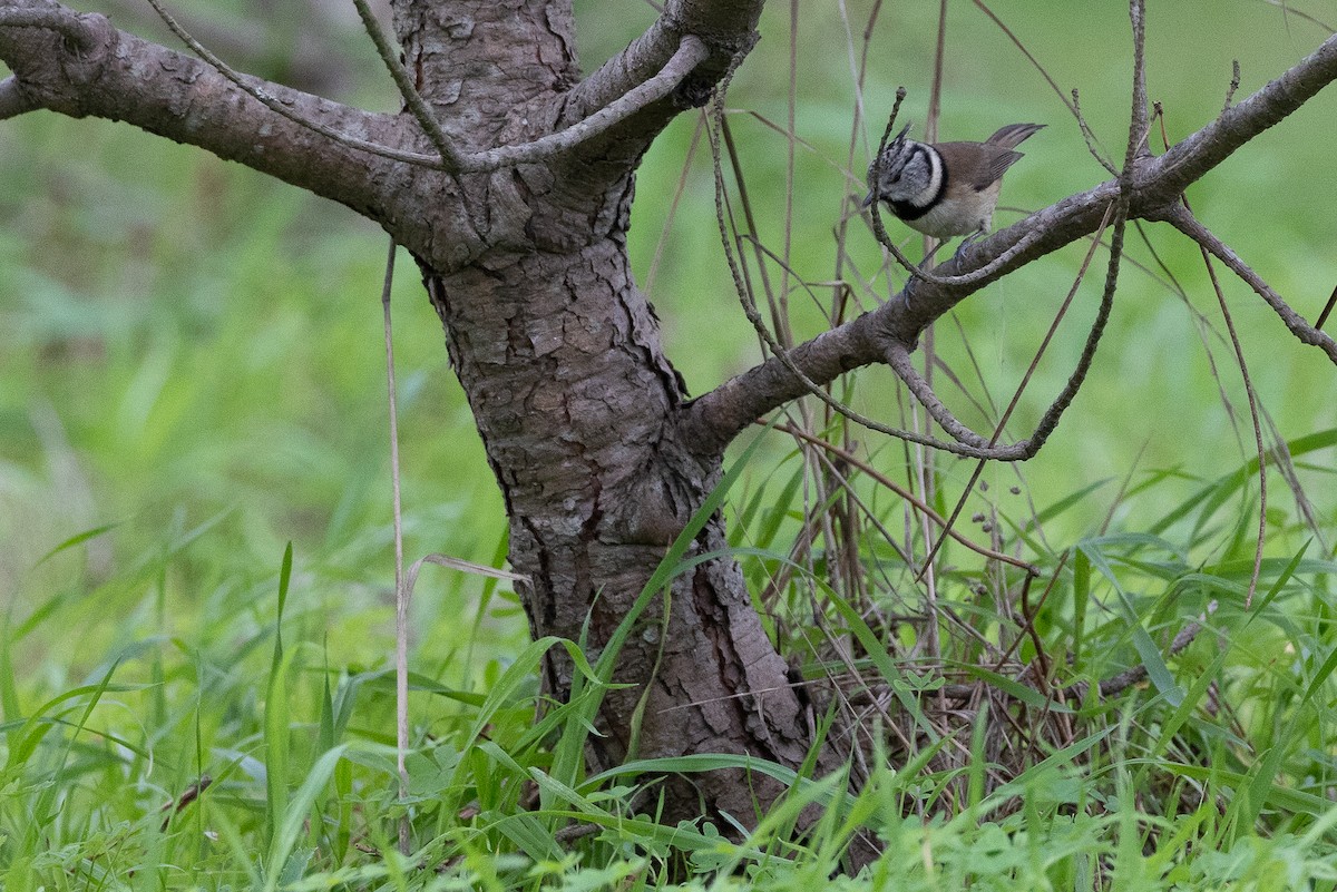 Crested Tit - ML646368027