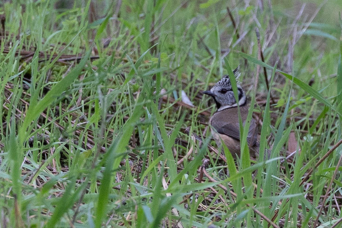 Crested Tit - ML646368028