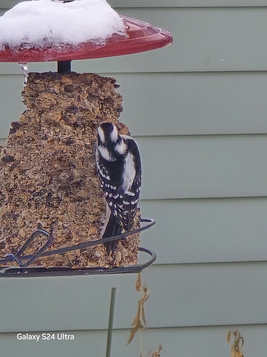 Yumuşak Tüylü Ağaçkakan - ML646368029