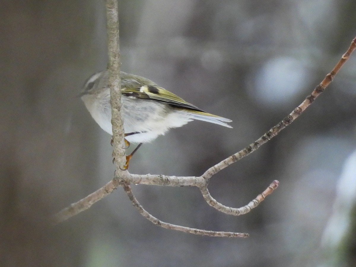 Golden-crowned Kinglet - ML646368030