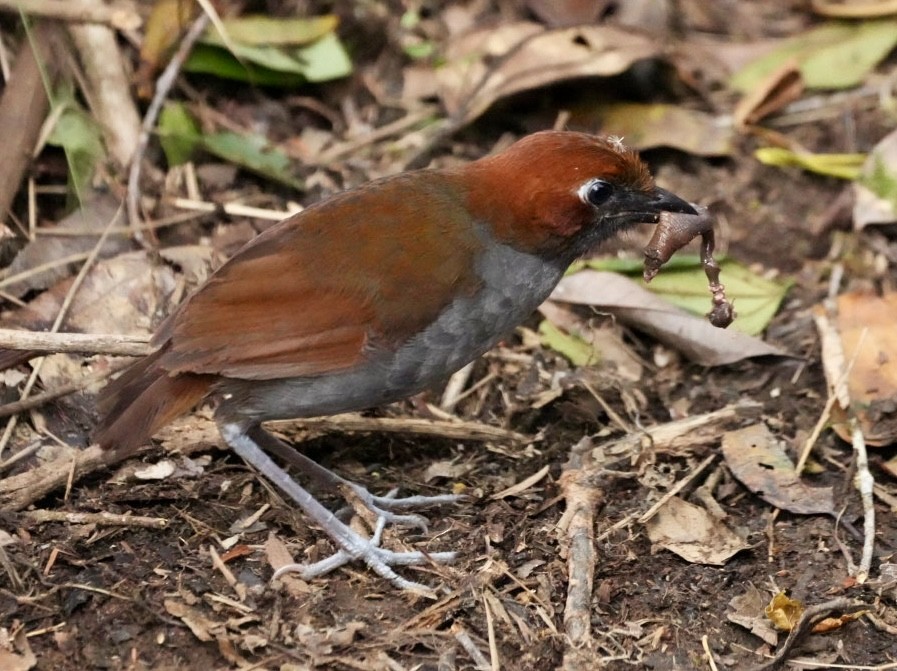 Chestnut-naped Antpitta - ML646368031