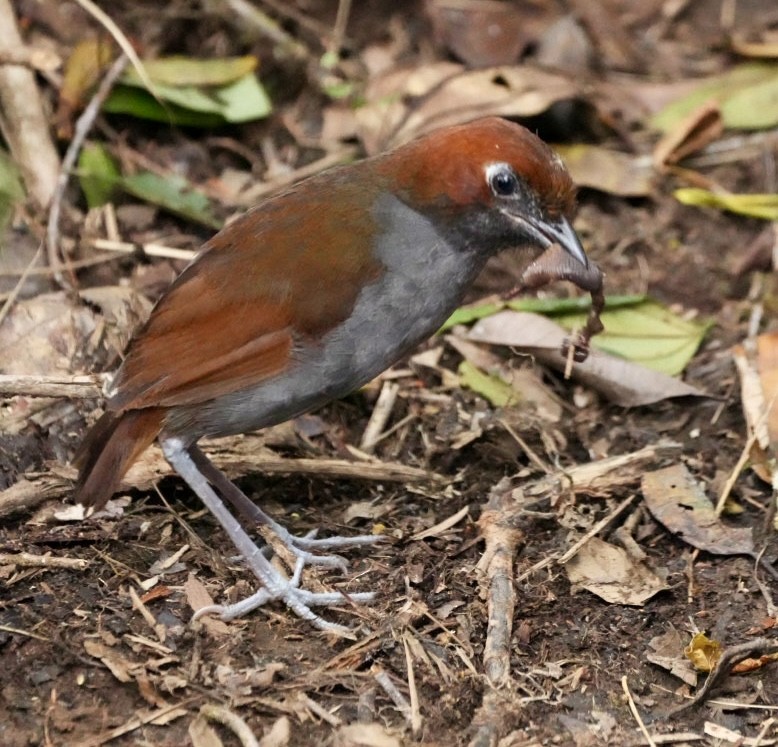 Chestnut-naped Antpitta - ML646368032