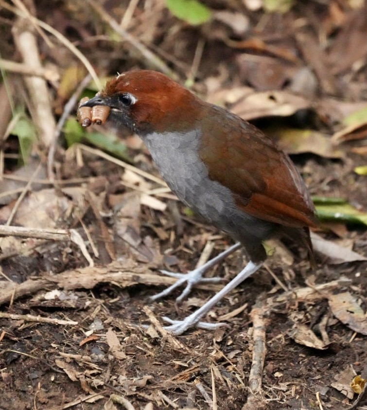 Chestnut-naped Antpitta - ML646368033