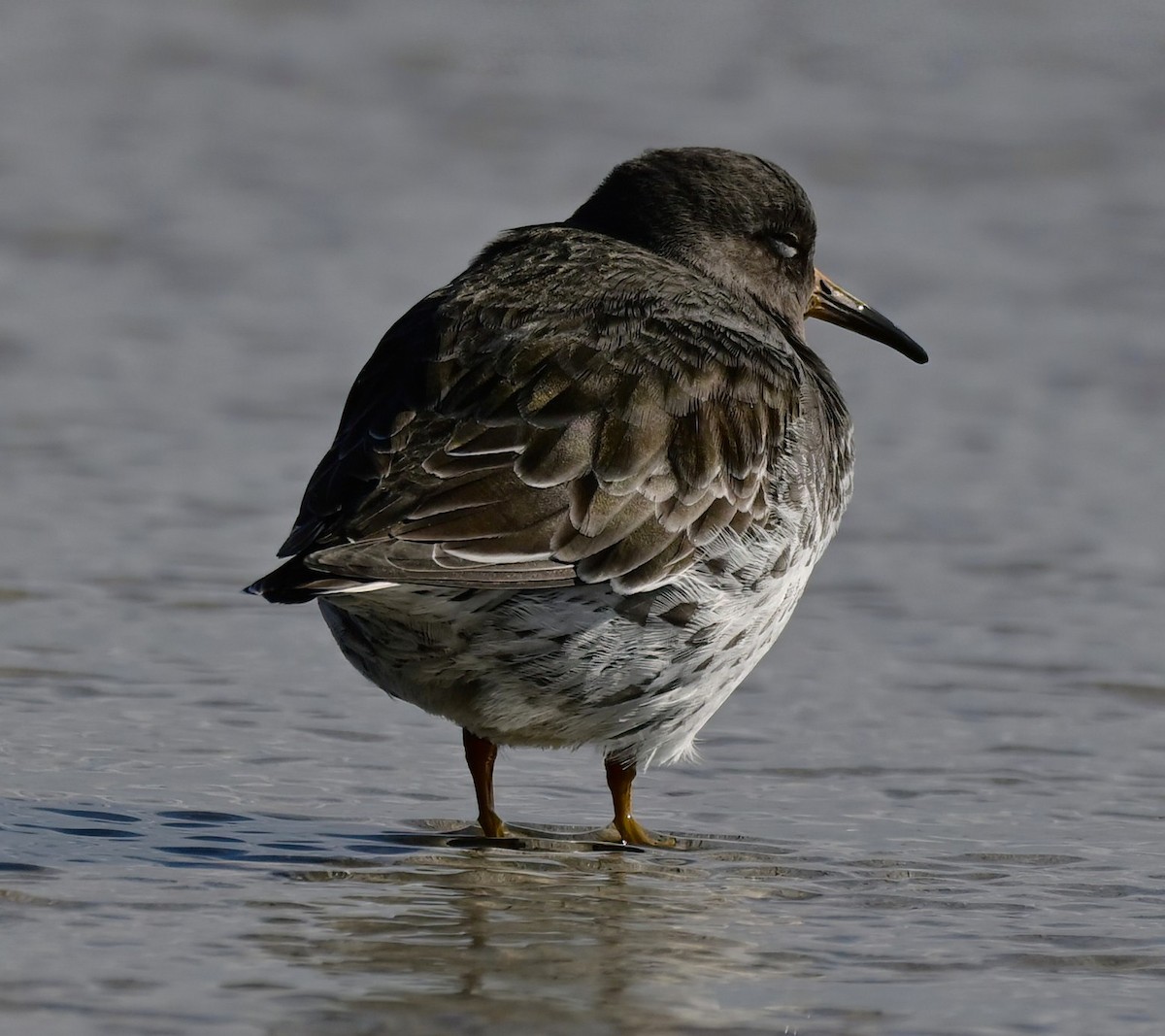 Purple Sandpiper - ML646368039