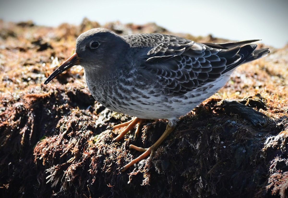 Purple Sandpiper - ML646368040